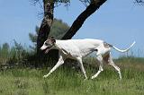 GREYHOUND 103